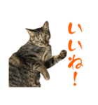 キジトラねこ、ミコ 3（個別スタンプ：5）