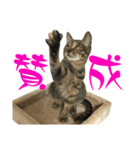 キジトラねこ、ミコ 3（個別スタンプ：6）