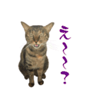 キジトラねこ、ミコ 3（個別スタンプ：7）