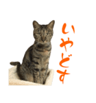 キジトラねこ、ミコ 3（個別スタンプ：8）