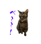 キジトラねこ、ミコ 3（個別スタンプ：9）