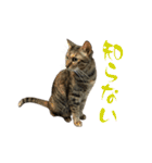 キジトラねこ、ミコ 3（個別スタンプ：10）