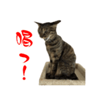 キジトラねこ、ミコ 3（個別スタンプ：11）