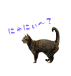 キジトラねこ、ミコ 3（個別スタンプ：12）