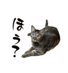 キジトラねこ、ミコ 3（個別スタンプ：13）