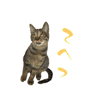 キジトラねこ、ミコ 3（個別スタンプ：14）
