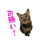 キジトラねこ、ミコ 3（個別スタンプ：15）