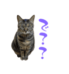 キジトラねこ、ミコ 3（個別スタンプ：16）