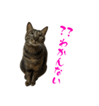 キジトラねこ、ミコ 3（個別スタンプ：18）