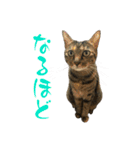 キジトラねこ、ミコ 3（個別スタンプ：19）
