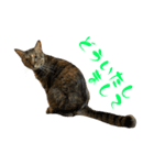 キジトラねこ、ミコ 3（個別スタンプ：20）