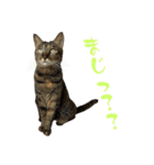 キジトラねこ、ミコ 3（個別スタンプ：23）