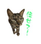 キジトラねこ、ミコ 3（個別スタンプ：24）