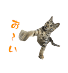 キジトラねこ、ミコ 3（個別スタンプ：25）