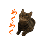 キジトラねこ、ミコ 3（個別スタンプ：26）