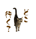 キジトラねこ、ミコ 3（個別スタンプ：27）