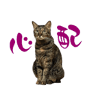 キジトラねこ、ミコ 3（個別スタンプ：28）