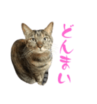 キジトラねこ、ミコ 3（個別スタンプ：29）
