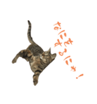 キジトラねこ、ミコ 3（個別スタンプ：31）