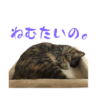 キジトラねこ、ミコ 3（個別スタンプ：33）