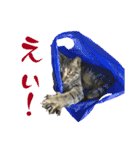 キジトラねこ、ミコ 3（個別スタンプ：34）