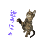 キジトラねこ、ミコ 3（個別スタンプ：35）