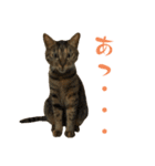 キジトラねこ、ミコ 3（個別スタンプ：36）