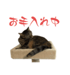 キジトラねこ、ミコ 3（個別スタンプ：37）