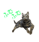 キジトラねこ、ミコ 3（個別スタンプ：38）