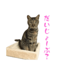 キジトラねこ、ミコ 3（個別スタンプ：39）