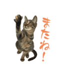 キジトラねこ、ミコ 3（個別スタンプ：40）