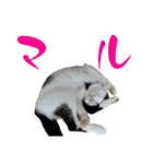 ネコのこちー1（個別スタンプ：1）
