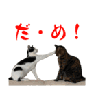 ネコのこちー1（個別スタンプ：5）