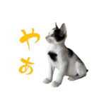 ネコのこちー1（個別スタンプ：6）