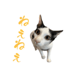 ネコのこちー1（個別スタンプ：7）