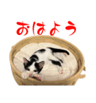 ネコのこちー1（個別スタンプ：8）