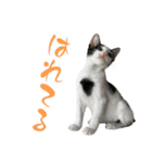 ネコのこちー1（個別スタンプ：11）