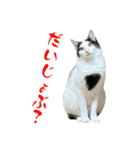 ネコのこちー1（個別スタンプ：14）