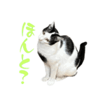 ネコのこちー1（個別スタンプ：15）