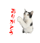 ネコのこちー1（個別スタンプ：16）