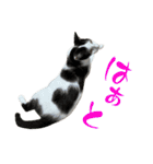 ネコのこちー1（個別スタンプ：17）