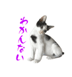 ネコのこちー1（個別スタンプ：23）