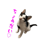 ネコのこちー1（個別スタンプ：27）