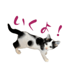 ネコのこちー1（個別スタンプ：30）
