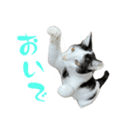 ネコのこちー1（個別スタンプ：32）