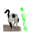 ネコのこちー1（個別スタンプ：37）