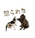 ネコのこちー1（個別スタンプ：38）