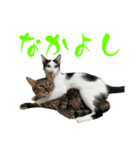 ネコのこちー1（個別スタンプ：39）
