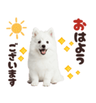 いつでも使える♡日本スピッツ（個別スタンプ：1）