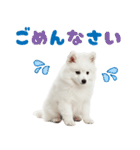 いつでも使える♡日本スピッツ（個別スタンプ：4）